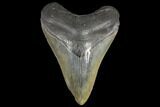 3.97" Fossil Megalodon Tooth - South Carolina - #130706-1
